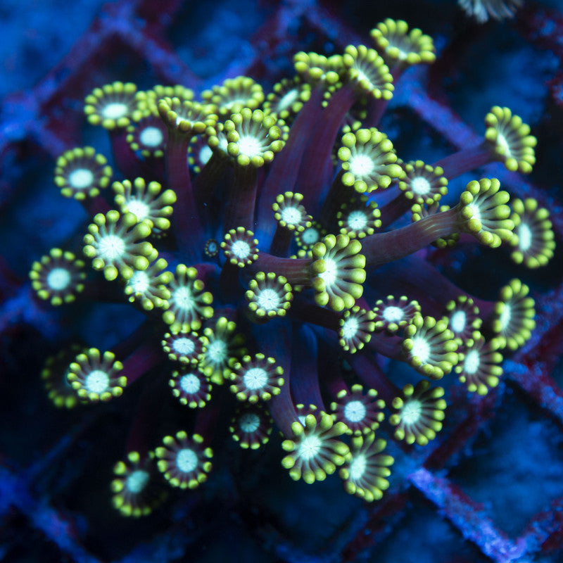 Flower Pot Alveopora live coral for reef aquarium