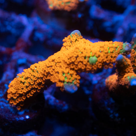 Forest Fire Digi Monti