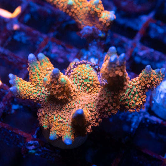 Forest Fire Digi Monti