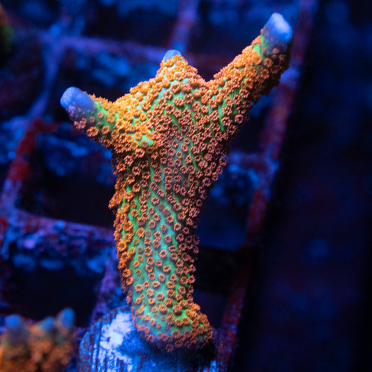 Forest Fire Digi Monti