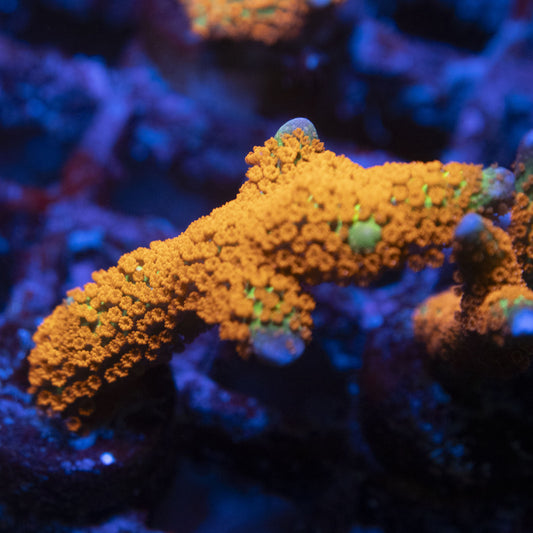 Forest Fire Digi Monti