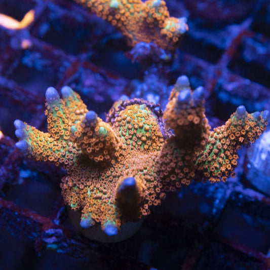 Forest Fire Digi Monti