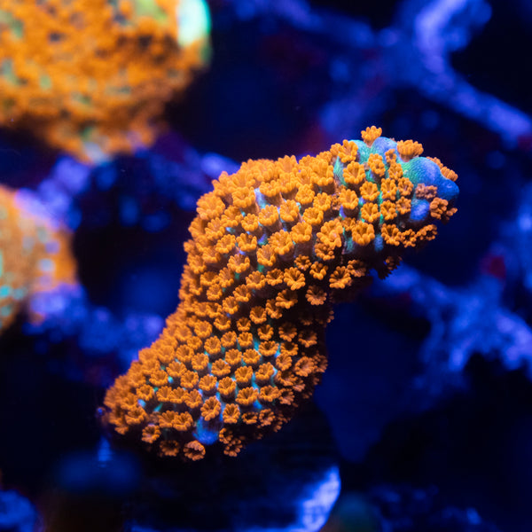 Forest Fire Digitata Montipora