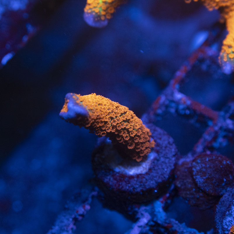 Forest Fire Montipora Digitata