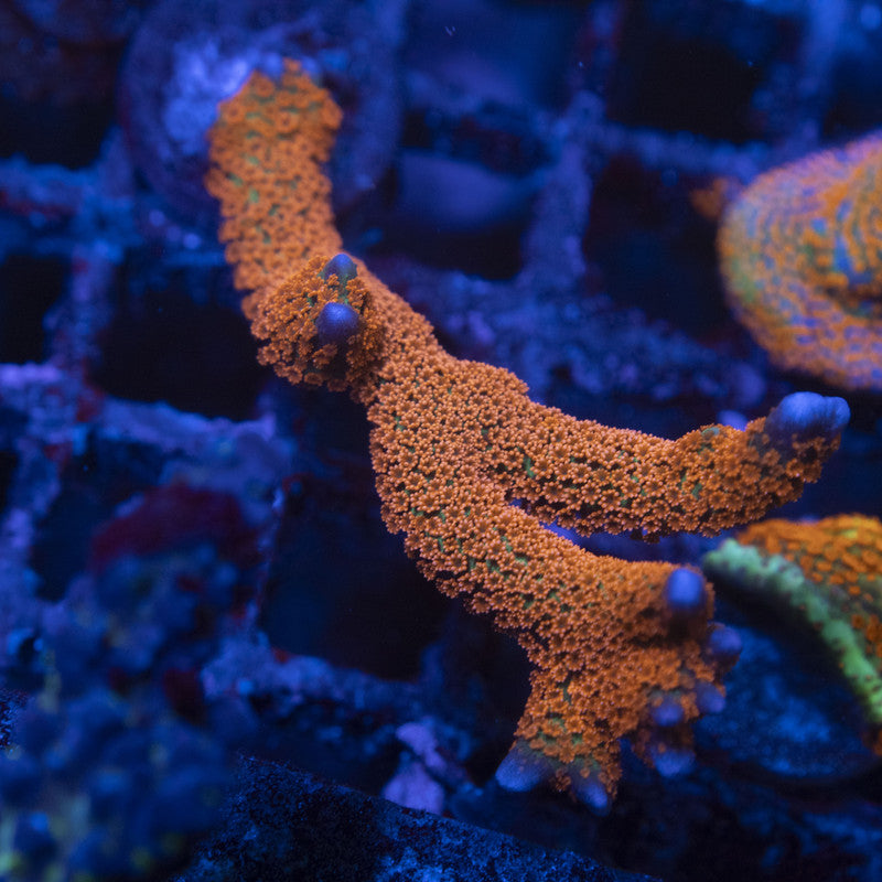 Forest Fire Montipora Digitata