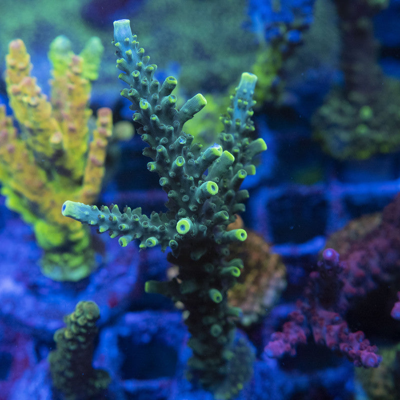 Forest Green Acropora WYSIWYG live coral for sale at AquaGemCorals