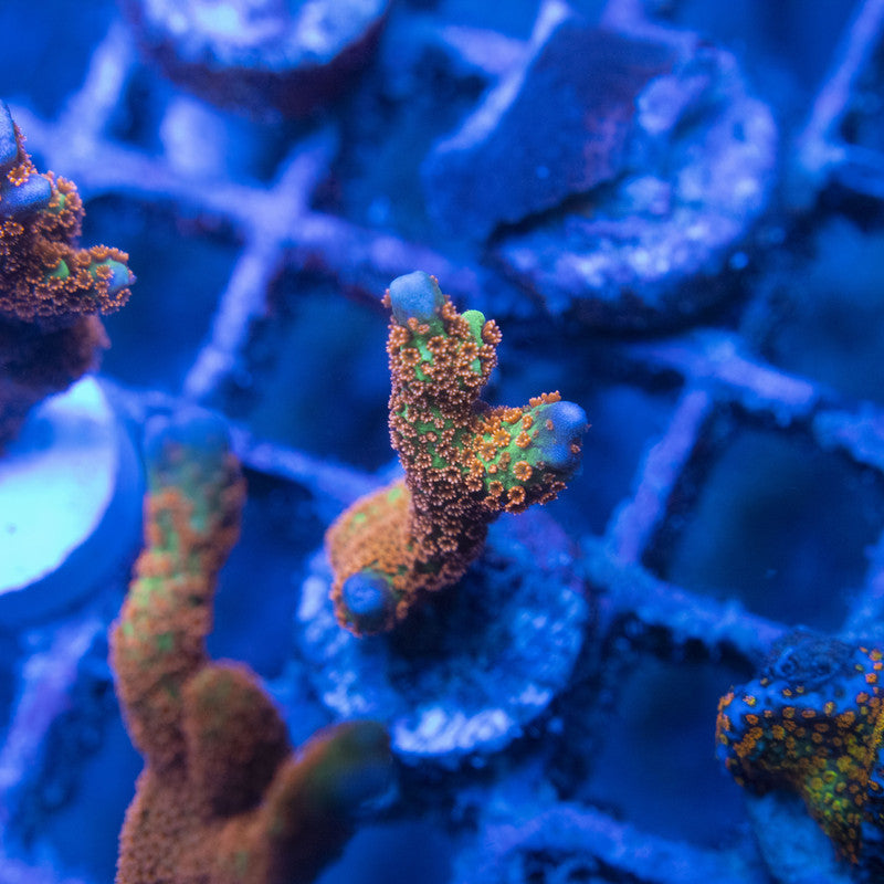 Forestfire Digi Monti WYSIWYG live coral for sale at AquaGemCorals