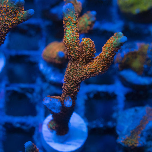 Forestfire Digi Monti WYSIWYG live coral for sale at AquaGemCorals
