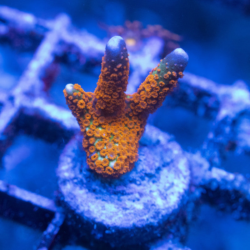 Forestfire Digi Monti WYSIWYG live coral for sale at AquaGemCorals