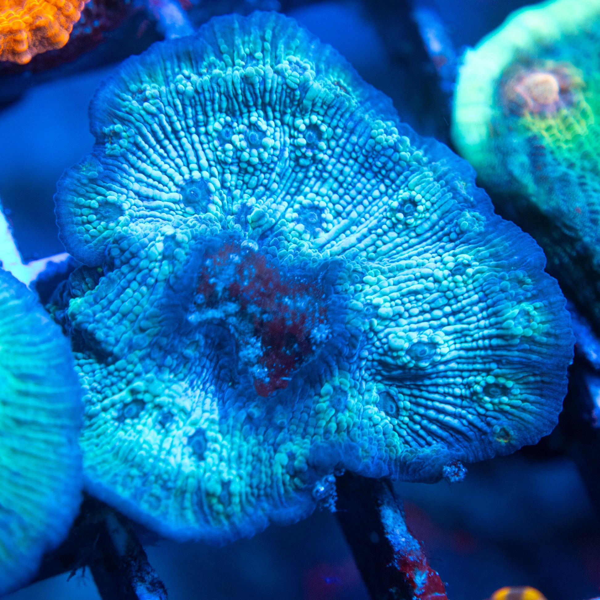 Frozen Chalice WYSIWYG coral from AquaGemCorals