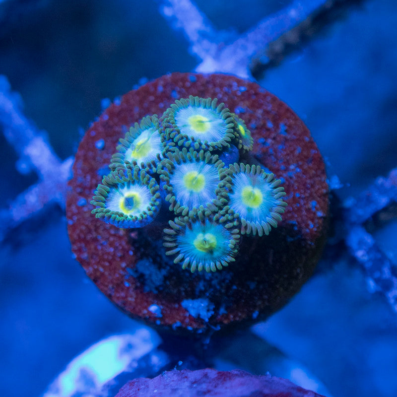Frozen Starlight Zoas - AquaGemCorals