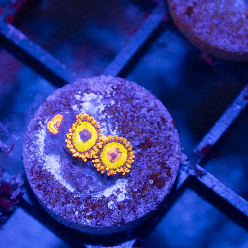 Fruit Loops Zoa - AquaGemCorals