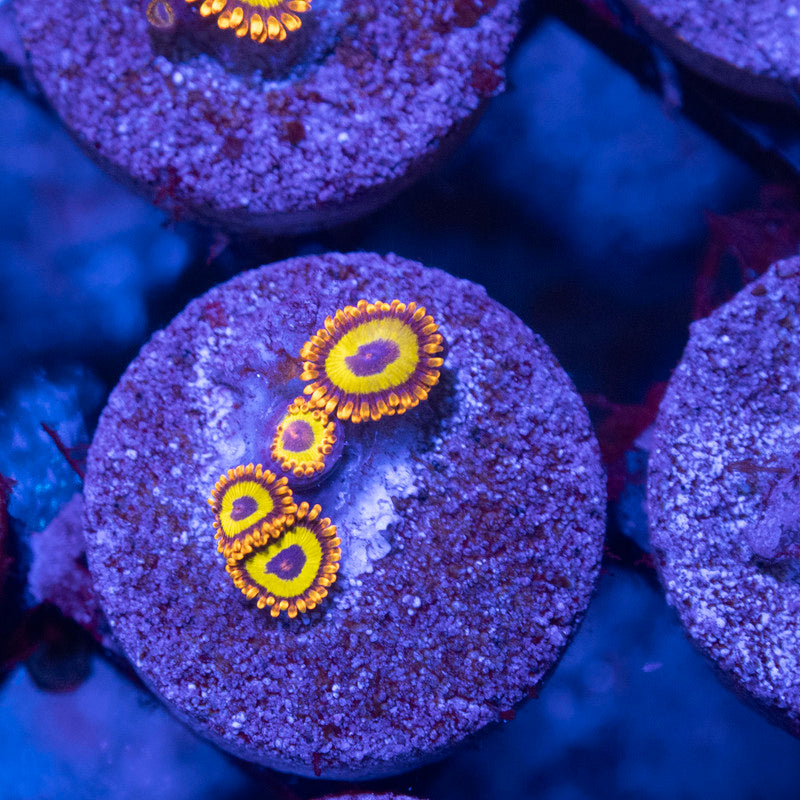 Fruit Loops Zoa - AquaGemCorals