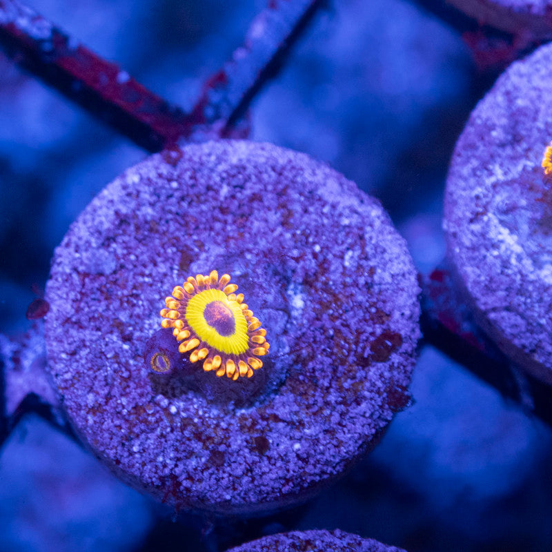 Fruit Loops Zoa - AquaGemCorals