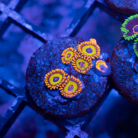 Fruit Loops Zoa - AquaGemCorals