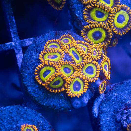 Fruit Loops Zoa
