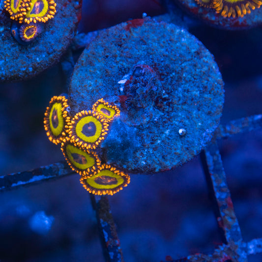 Fruit Loops Zoa