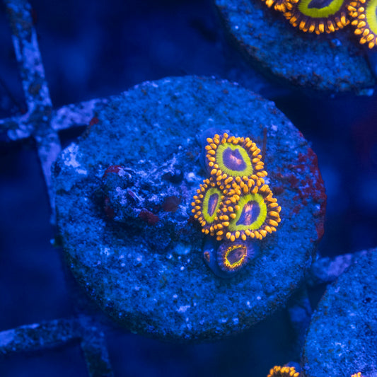 Fruit Loops Zoa