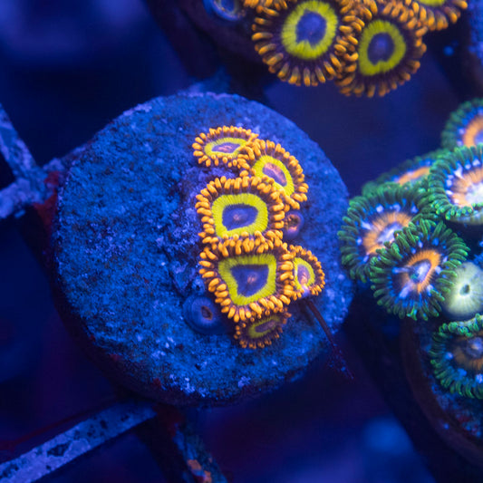 Fruit Loops Zoa