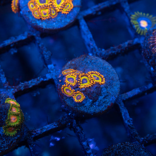 Fruit Loops Zoa