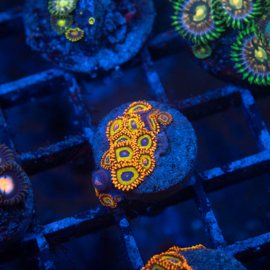 Fruit Loops Zoa