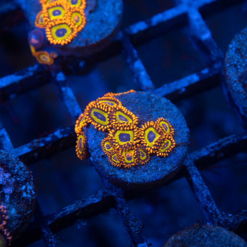 Fruit Loops Zoa