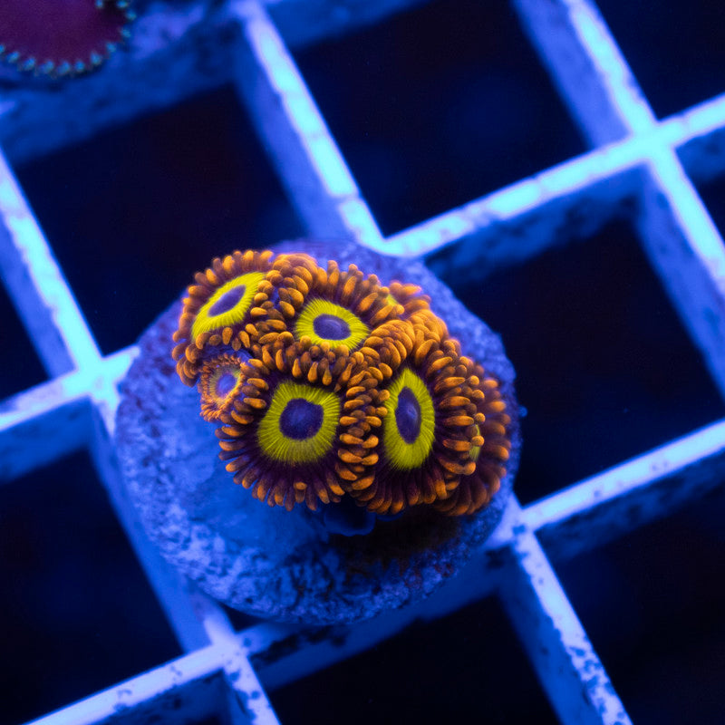 Fruit Loops Zoa