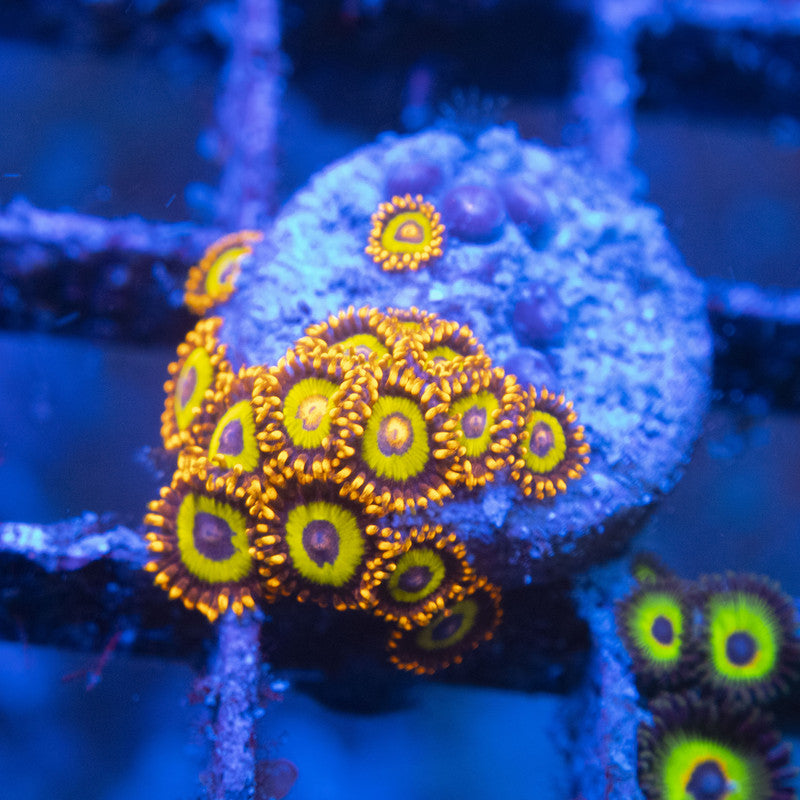 Fruit Loops Zoa WYSIWYG live coral for sale at AquaGemCorals