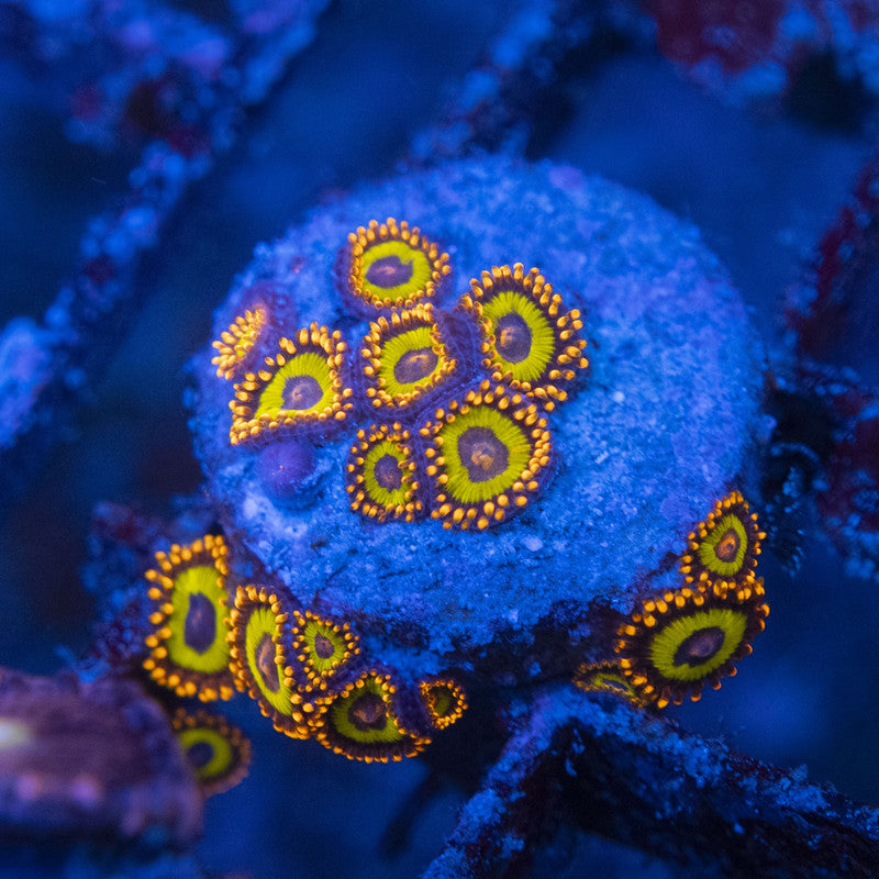 Fruit Loops Zoa WYSIWYG live coral for sale at AquaGemCorals