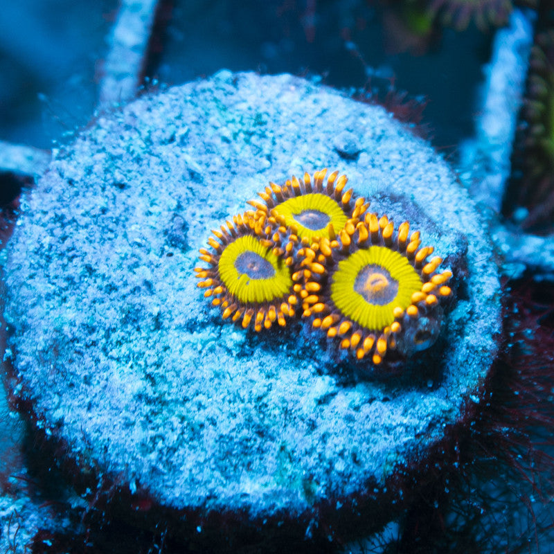 Fruit Loops Zoas live coral for reef aquarium