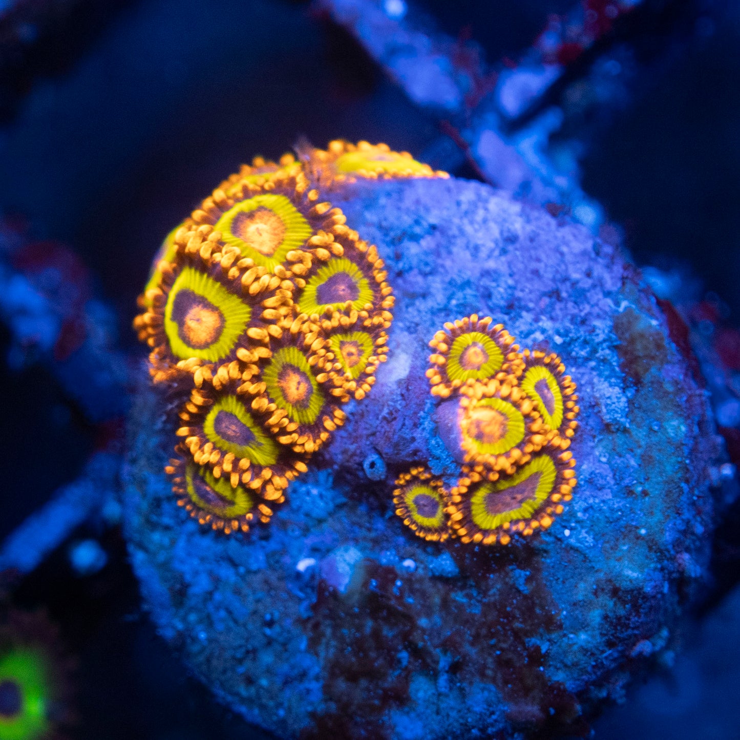 Fruit loops Morph Zoas WYSIWYG coral from AquaGemCorals