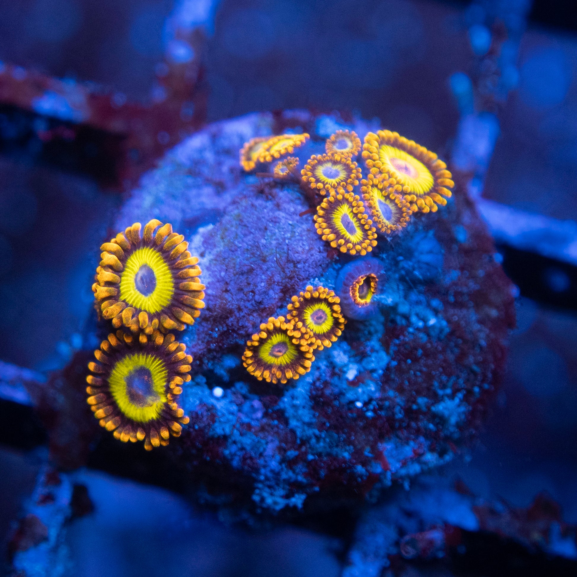 Fruit loops Zoas WYSIWYG coral from AquaGemCorals