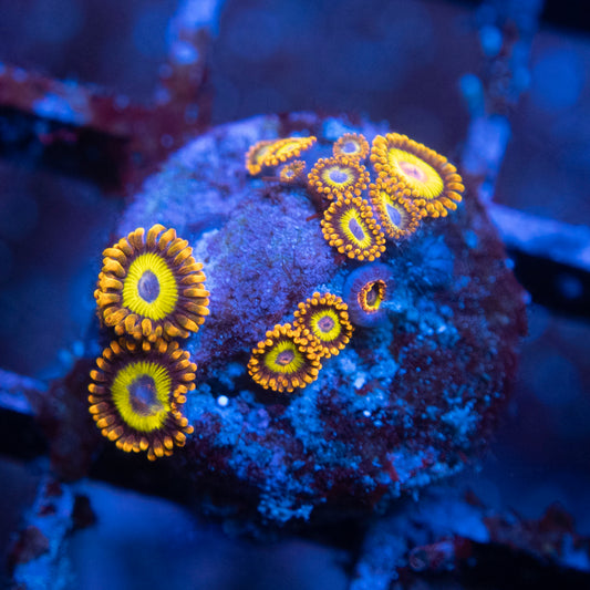 Fruit loops Zoas WYSIWYG coral from AquaGemCorals