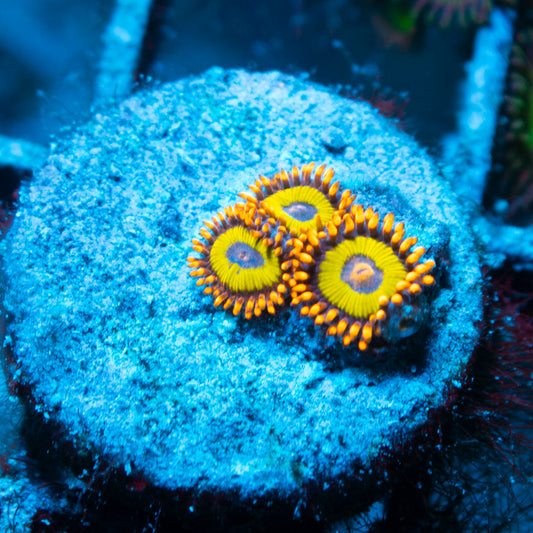 Fruit Loops Zoas