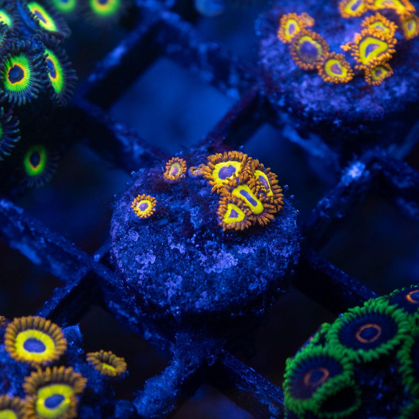 Fruitloops Zoa