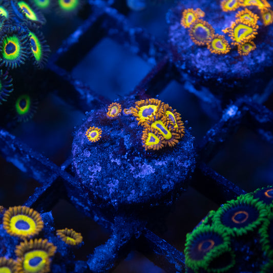 Fruitloops Zoa