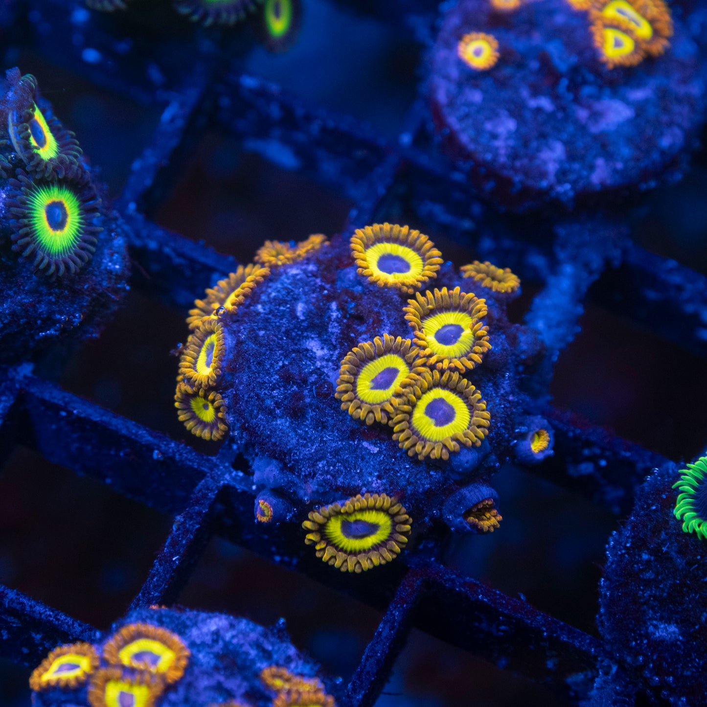 Fruitloops Zoa