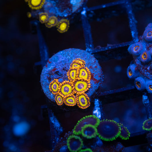 Fruitloops Zoa