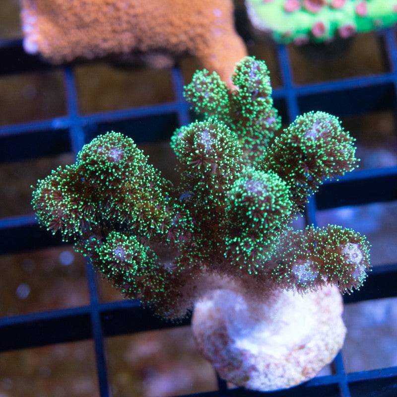 Fuzzy Green Pocillopora - AquaGemCorals