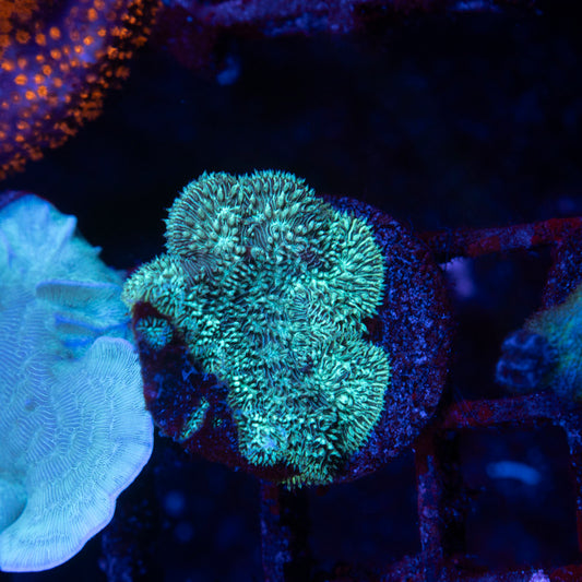 Fuzzy Pavona - AquaGemCorals