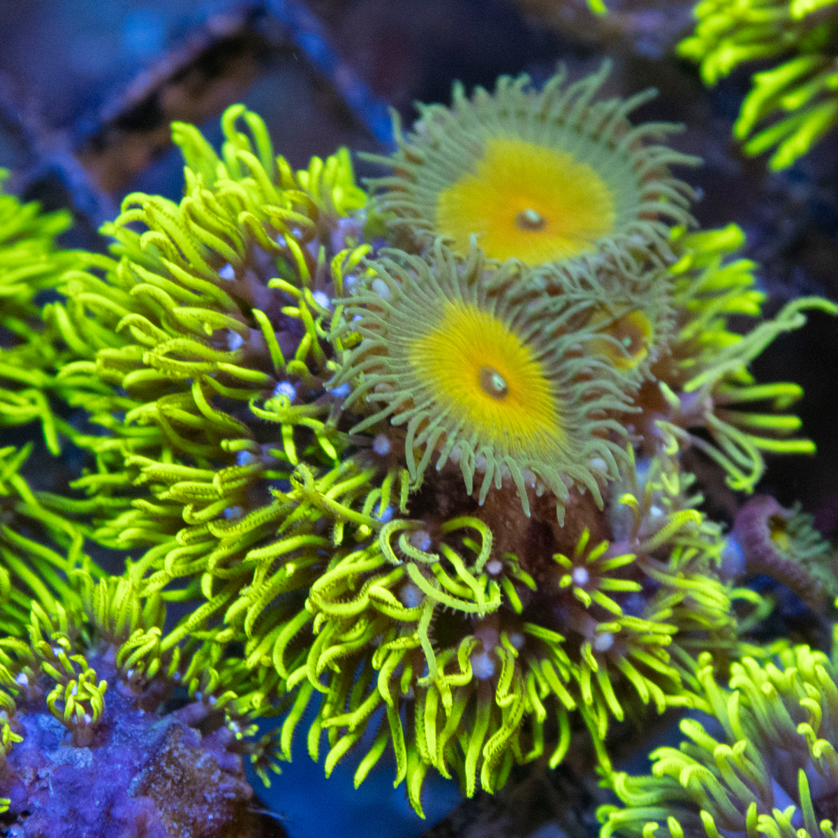 GSP coral frag from AquaGem Corals