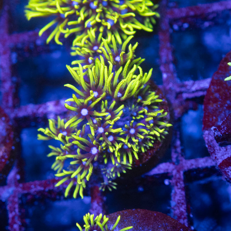 GSP - AquaGemCorals