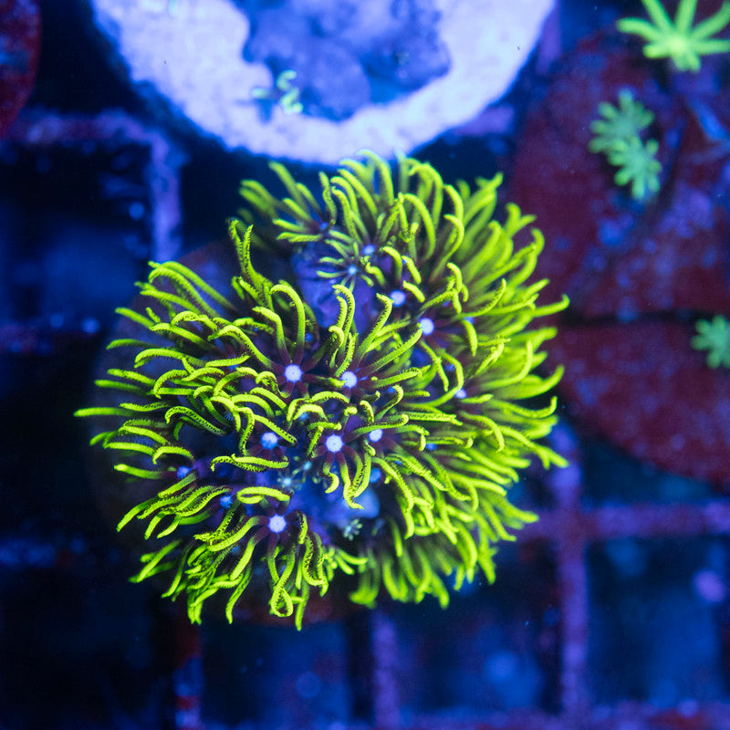 GSP - AquaGemCorals