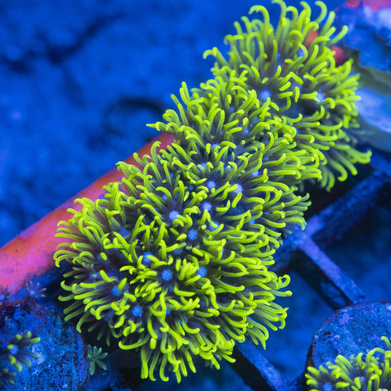 GSP WYSIWYG live coral for sale at AquaGemCorals