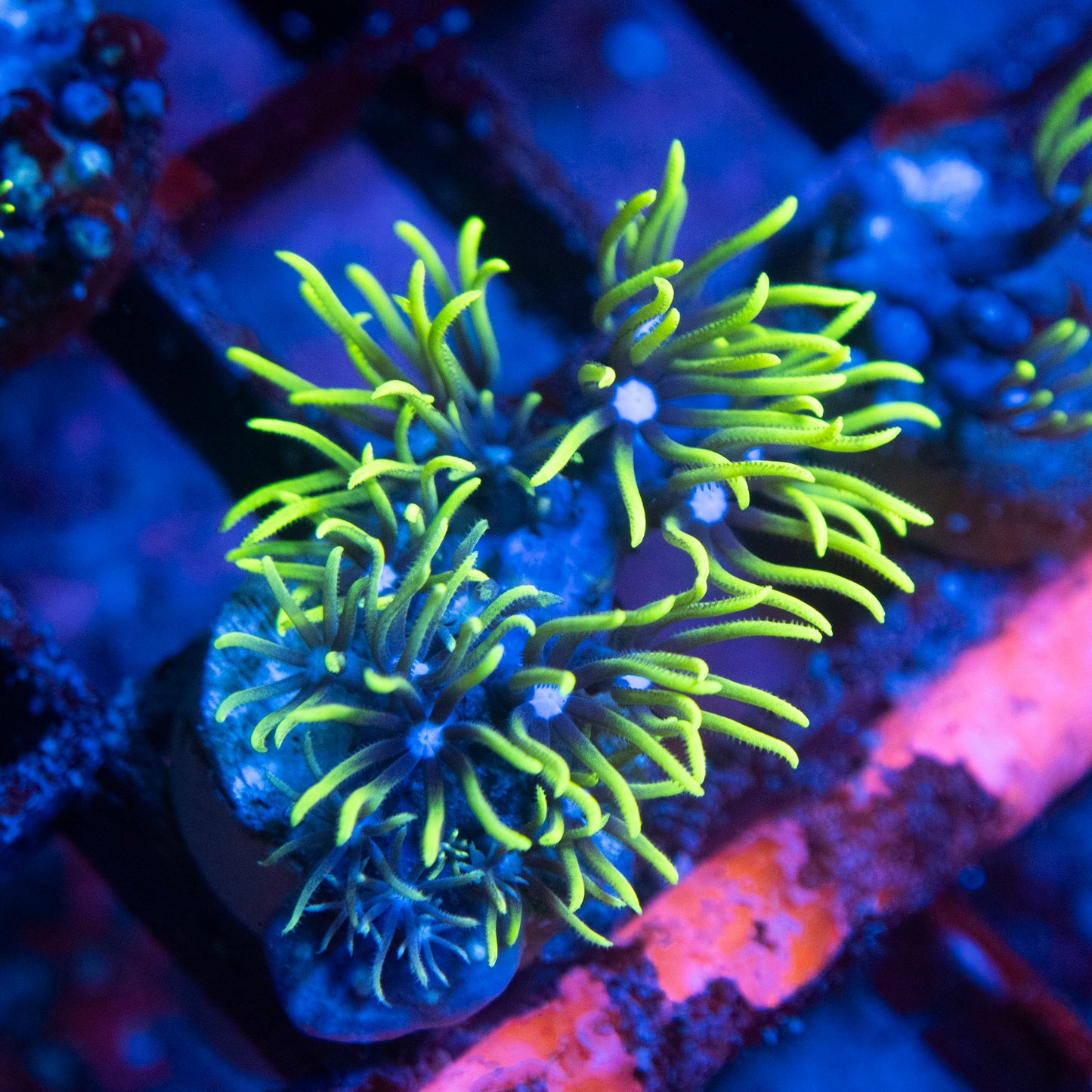 Green Star Polyp