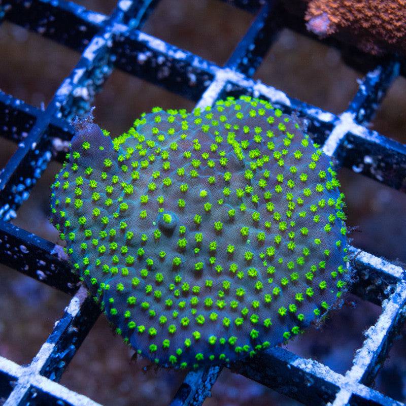 Garf Bonsai Acropora - AquaGemCorals