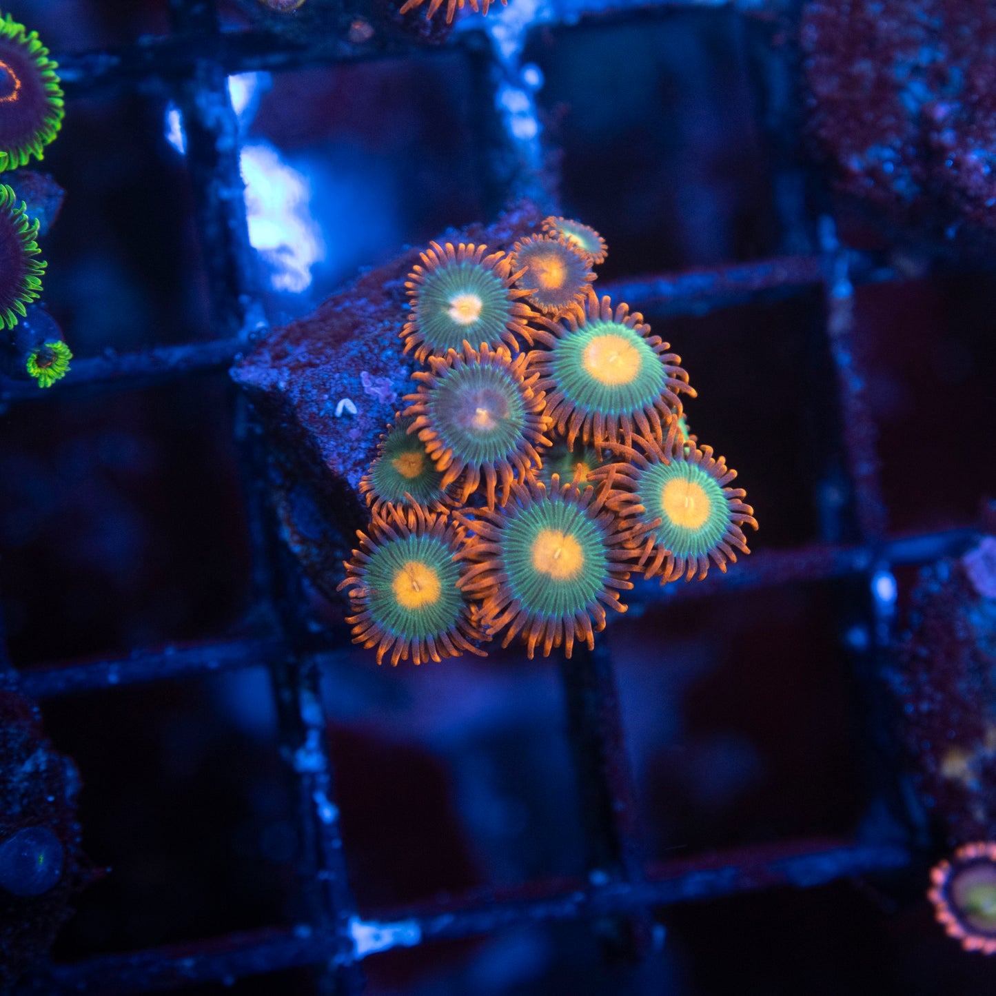 Gatorade Zoa