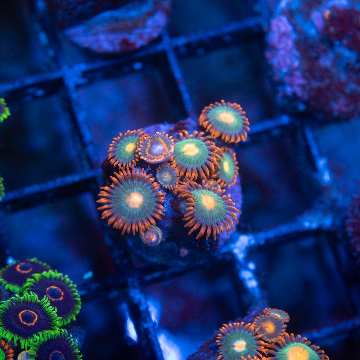 Gatorade Zoa