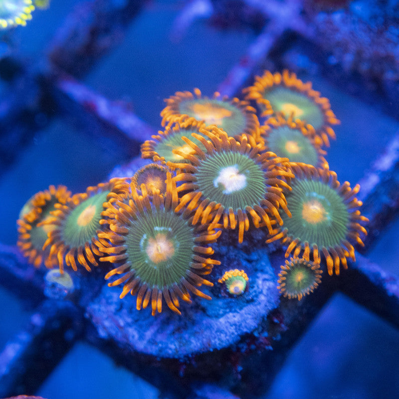 Gatorade Zoa WYSIWYG live coral for sale at AquaGemCorals
