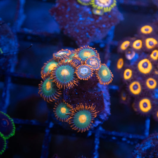 Gatorade Zoa